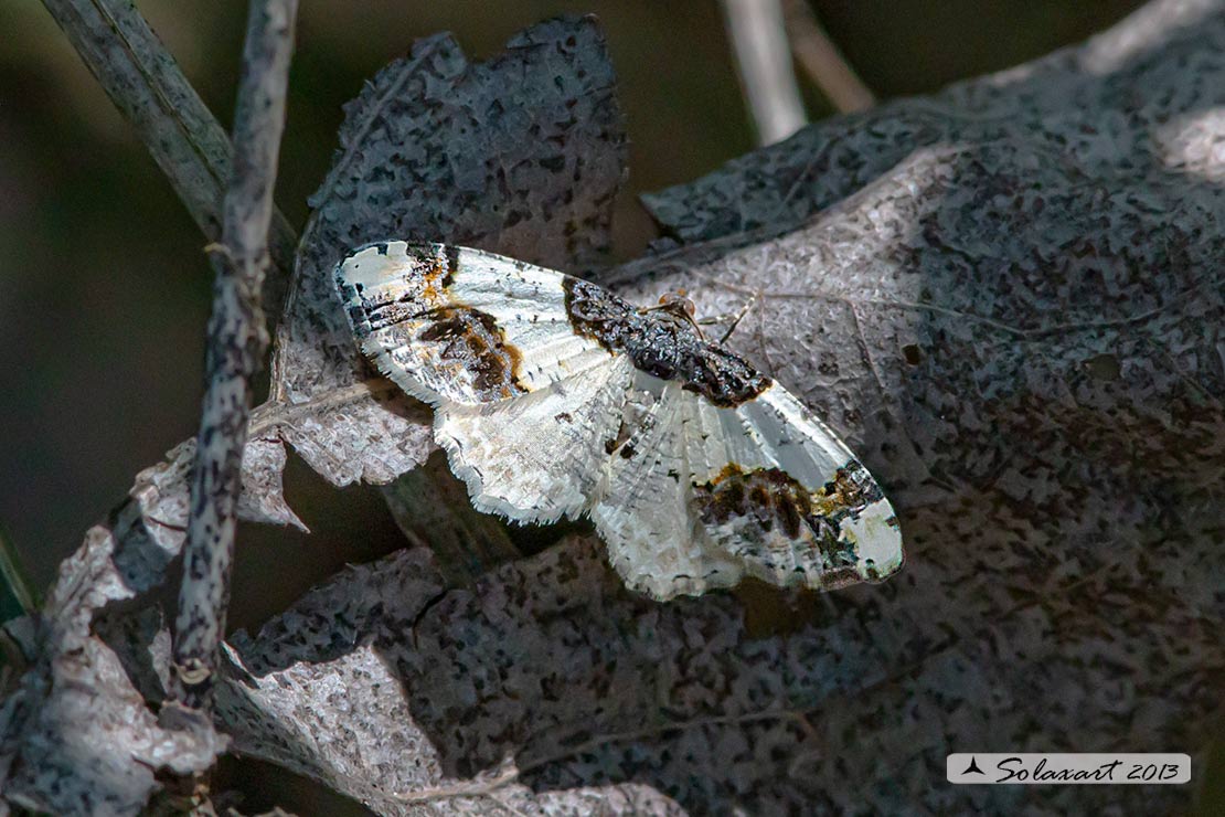 Ligdia adustata