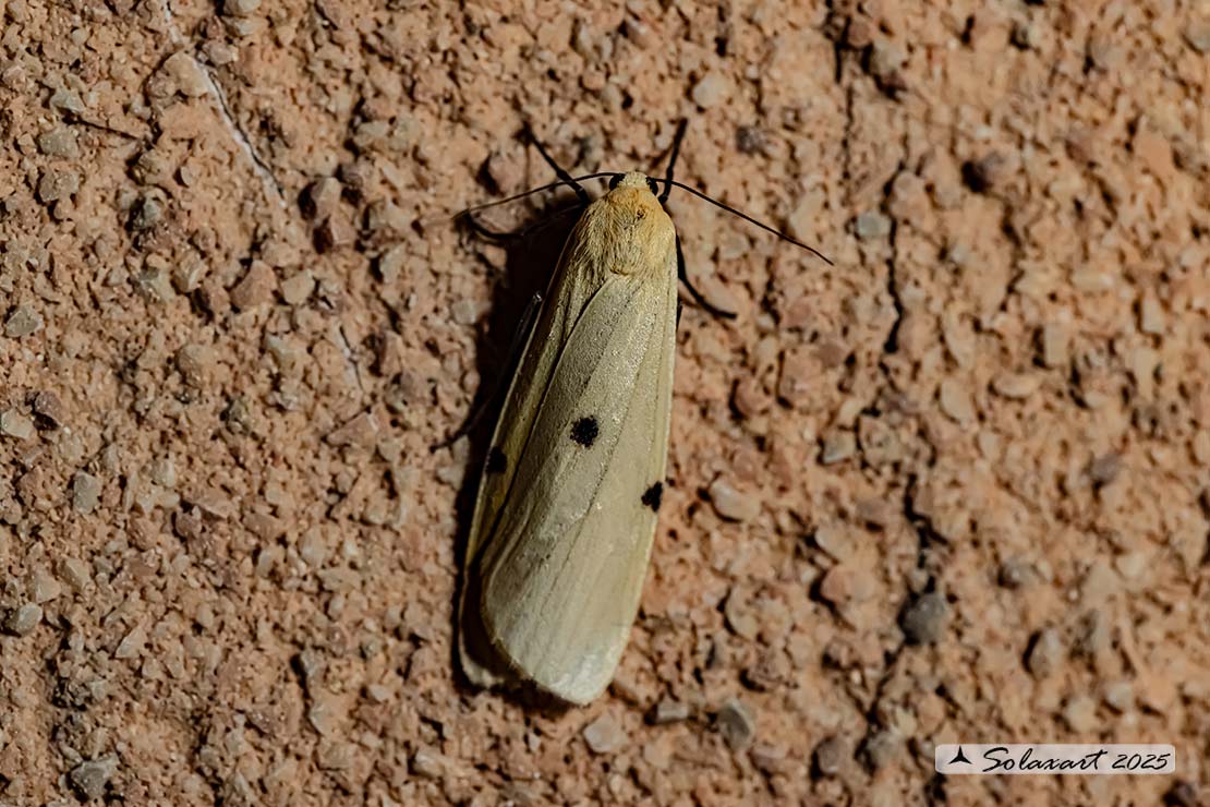 Lithosia quadra -  Four-spotted footman