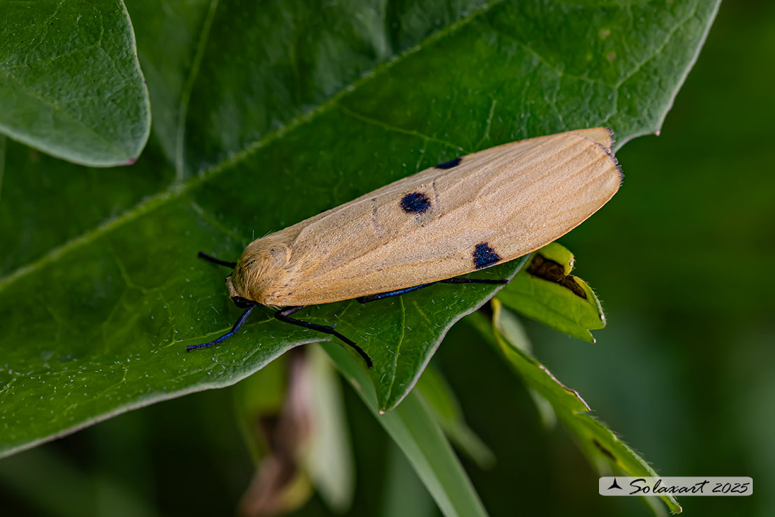 Lithosia quadra -  Four-spotted footman