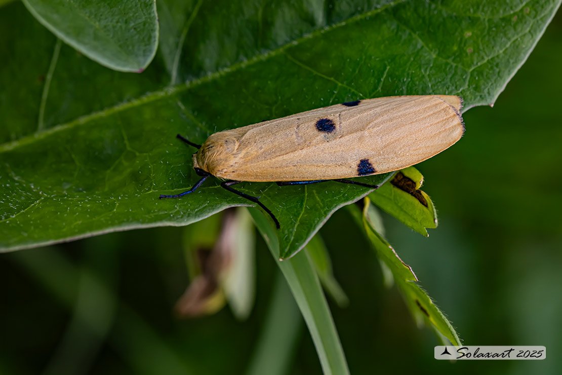Lithosia quadra -  Four-spotted footman