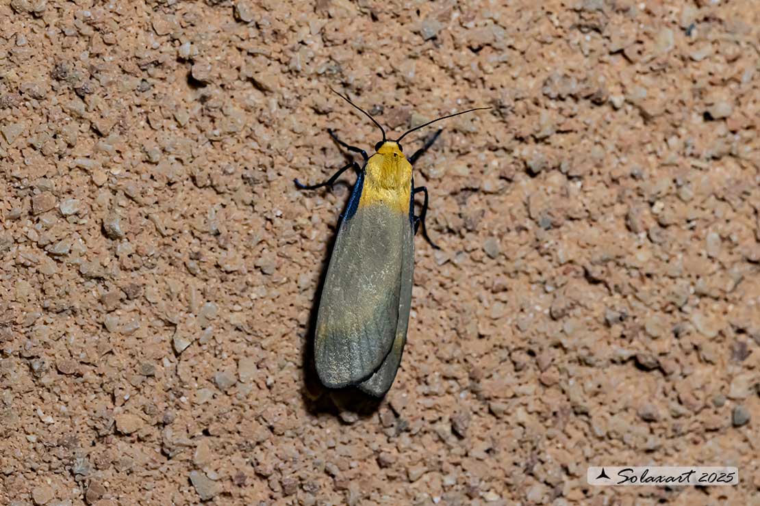 Lithosia quadra -  Four-spotted footman