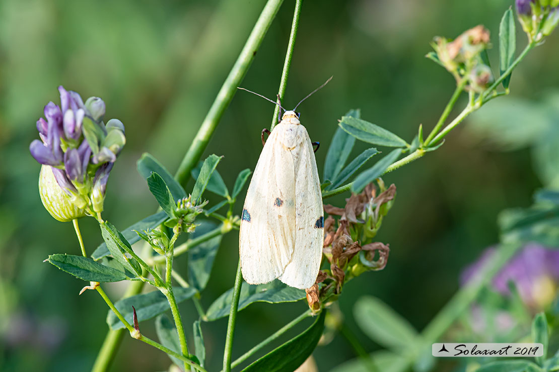Lithosia quadra -  Four-spotted footman