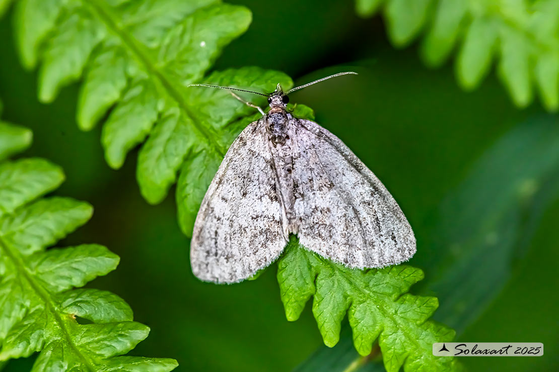 Lobophora halterata