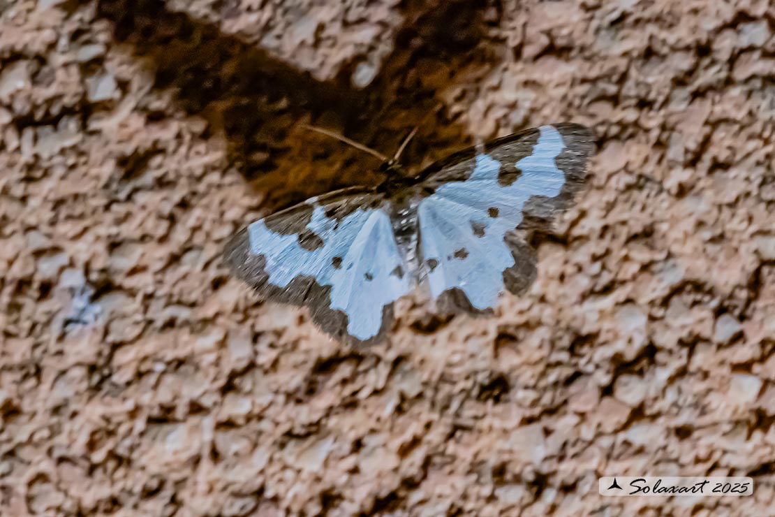 Lomaspilis marginata