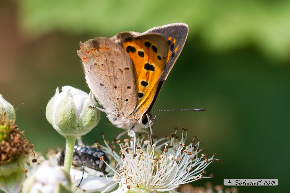 Lycaena phlaeas : Argo bronzeo ; Small Copper