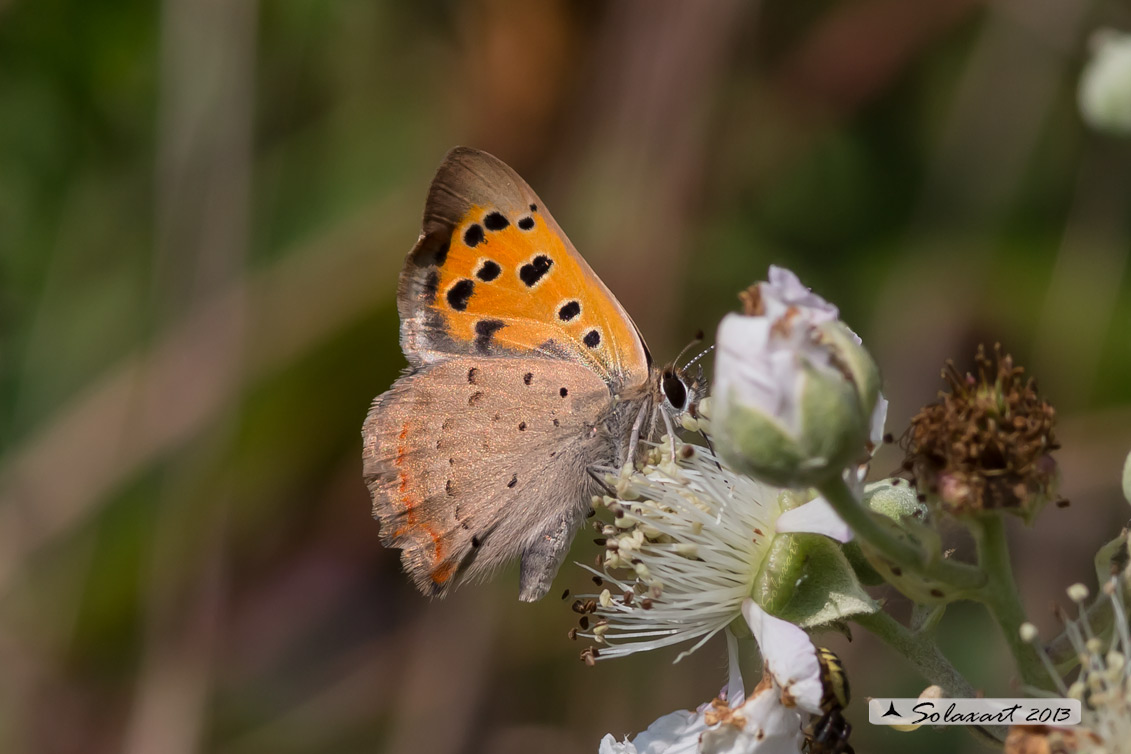 Lycaena phlaeas : Argo bronzeo ; Small Copper