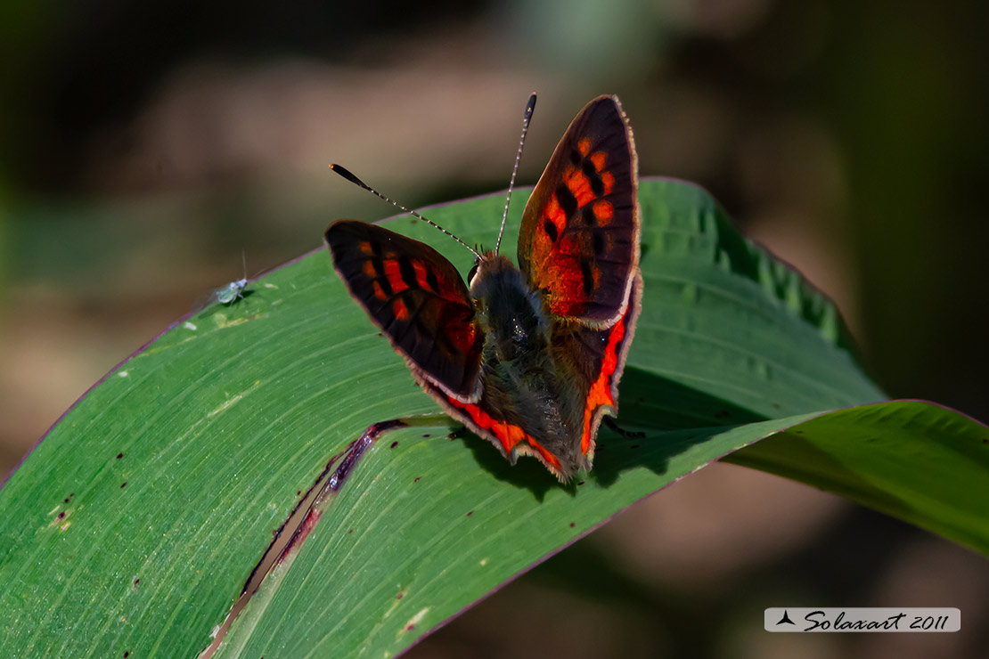 Lycaena phlaeas : Argo bronzeo ; Small Copper