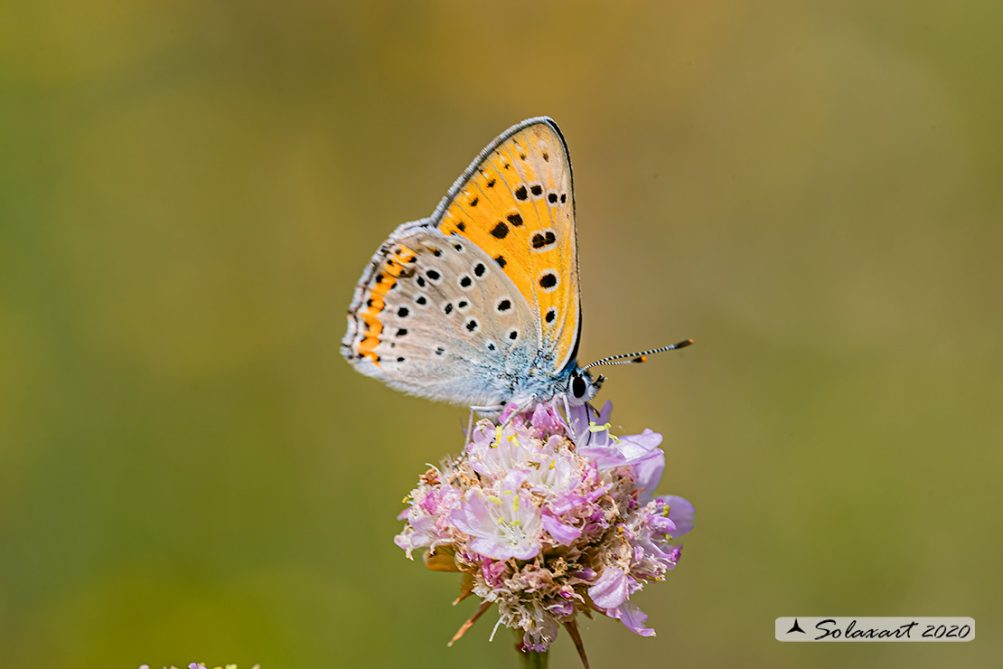 Lycaena alciphron : Alcifrone ; Purple-shot copper