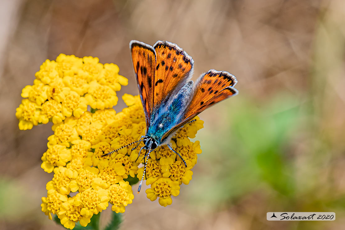 Lycaena alciphron : Alcifrone ; Purple-shot copper