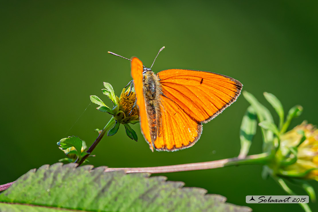 Lycaena dispar : Licena delle paludi ; Large Copper