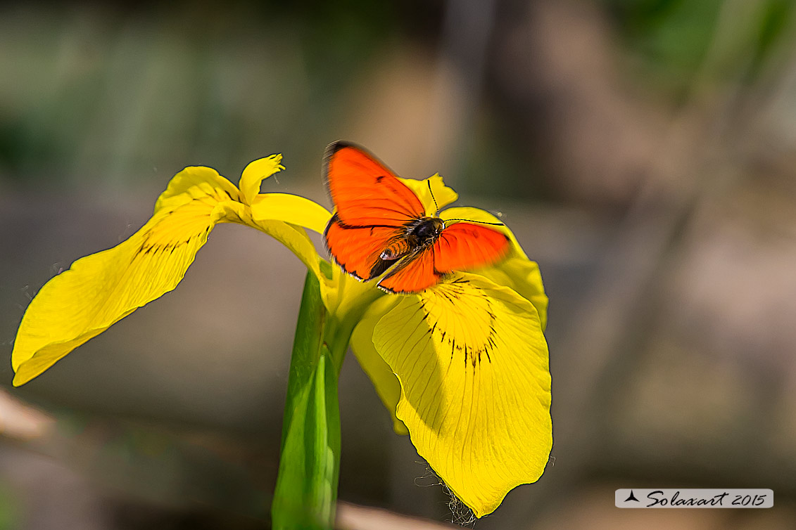 Lycaena dispar : Licena delle paludi ; Large Copper