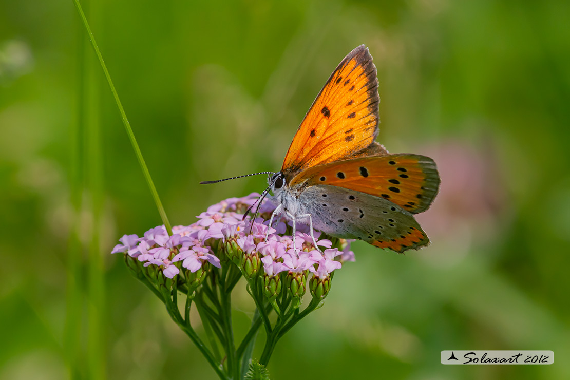 Lycaena dispar : Licena delle paludi ; Large Copper
