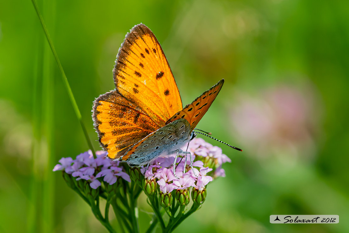 Lycaena dispar : Licena delle paludi ; Large Copper