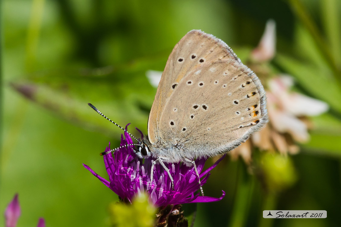 Lycaena hippothoe ssp eurydame (femmina) (female)