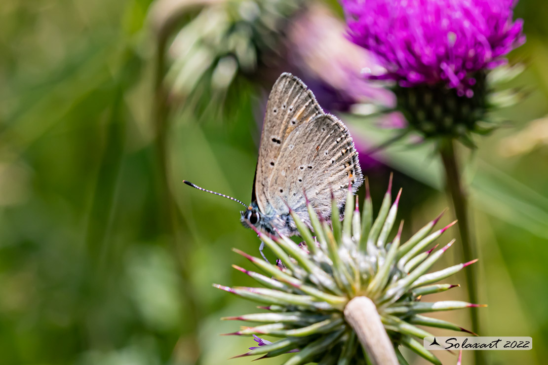 Lycaena hippothoe ssp eurydame (maschio); (male)