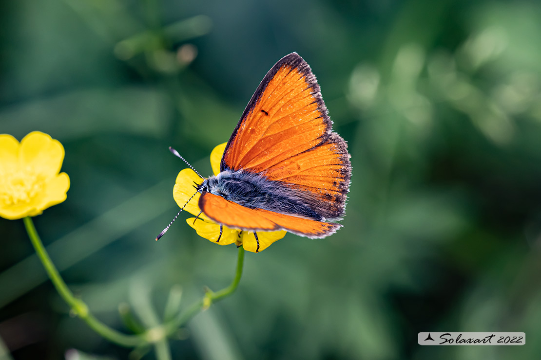 Lycaena hippothoe ssp eurydame (maschio); (male)