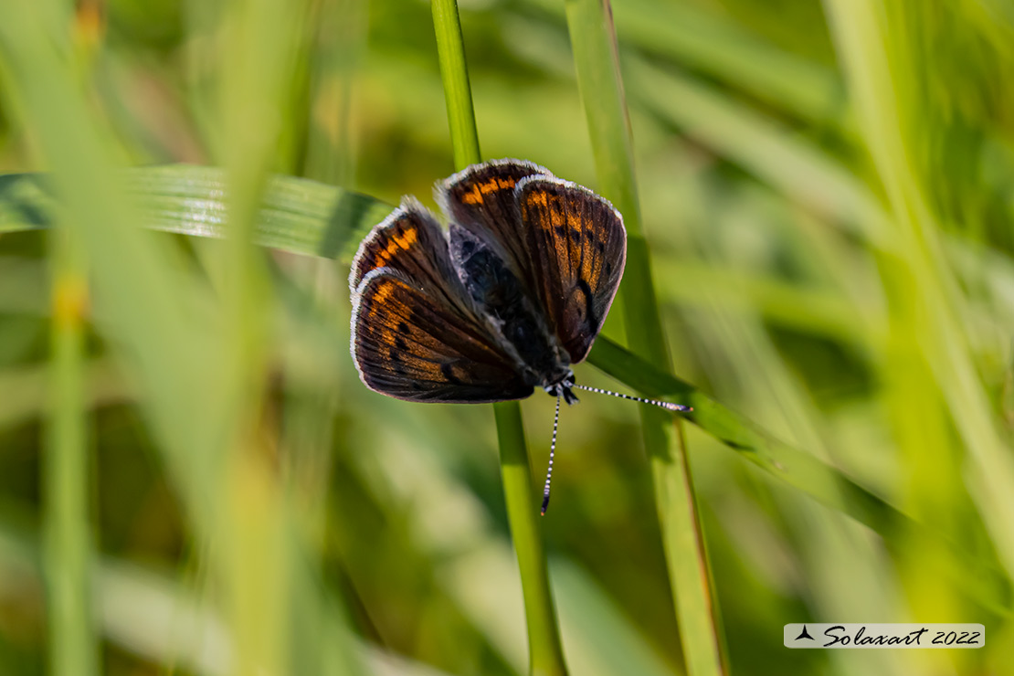 Lycaena hippothoe ssp eurydame (femmina)  (female)