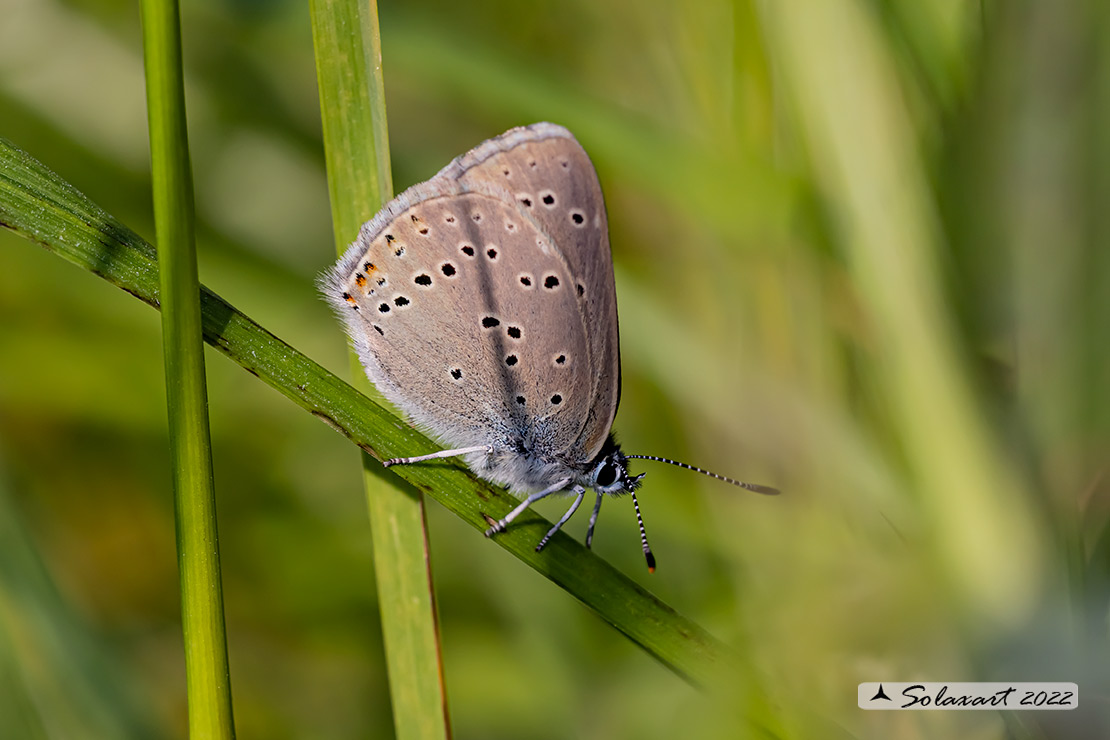 Lycaena hippothoe ssp eurydame (femmina)  (female)