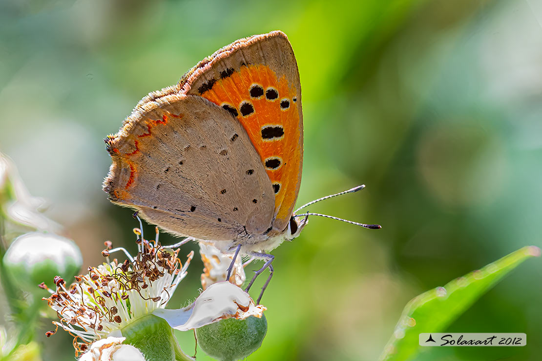 Lycaena phlaeas : Argo bronzeo ; Small Copper