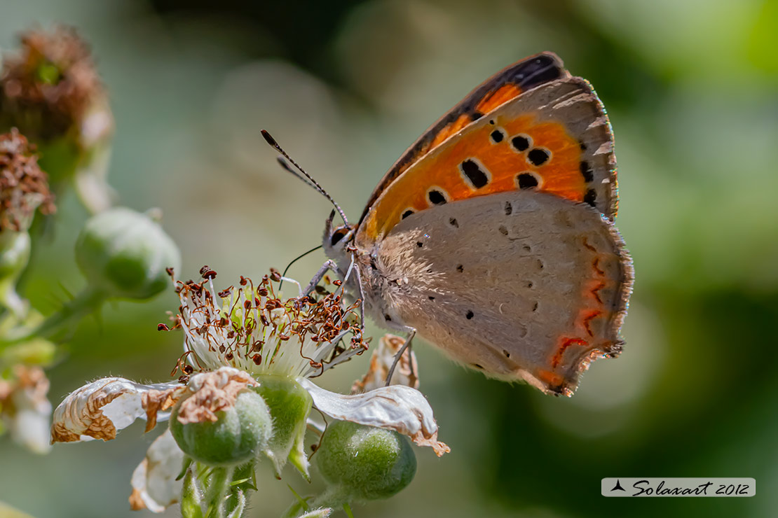 Lycaena phlaeas : Argo bronzeo ; Small Copper