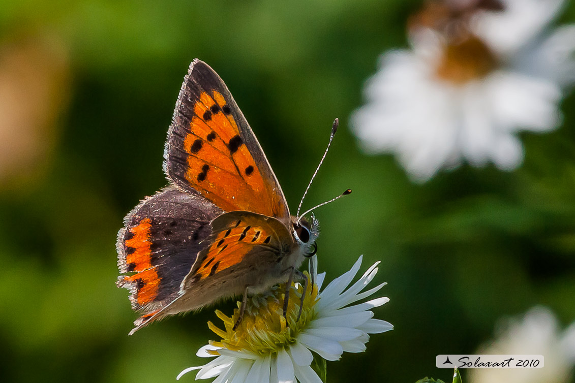 Lycaena phlaeas : Argo bronzeo ; Small Copper