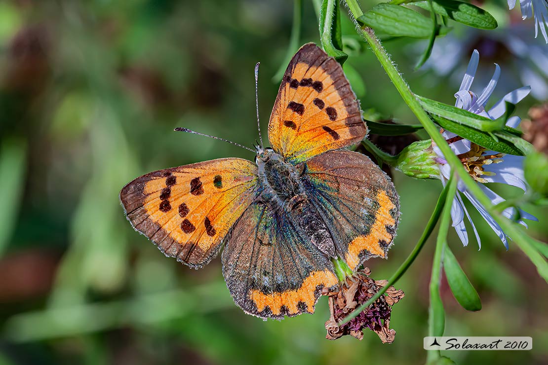 Lycaena phlaeas : Argo bronzeo ; Small Copper
