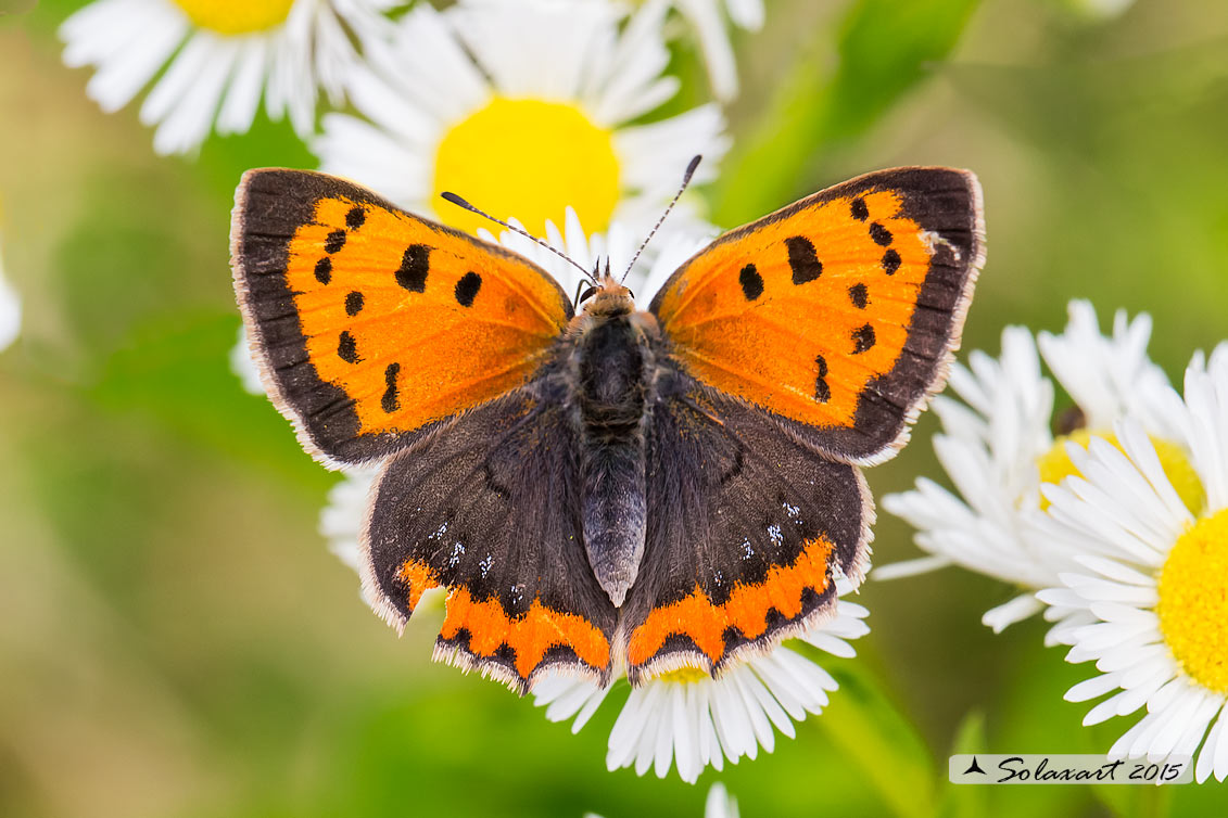 Lycaena phlaeas : Argo bronzeo ; Small Copper