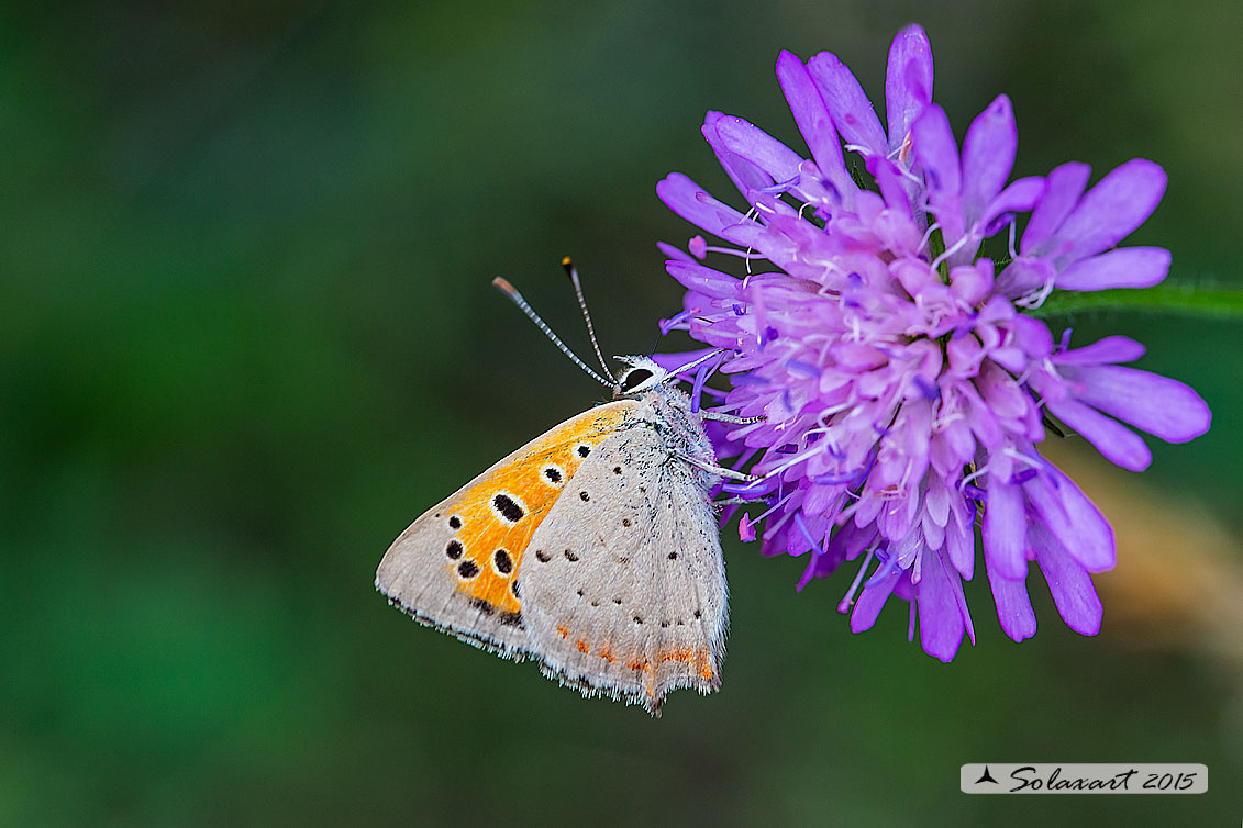 Lycaena phlaeas : Argo bronzeo ; Small Copper