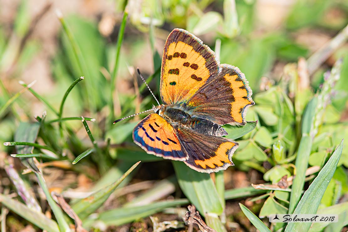 Lycaena phlaeas : Argo bronzeo ; Small Copper