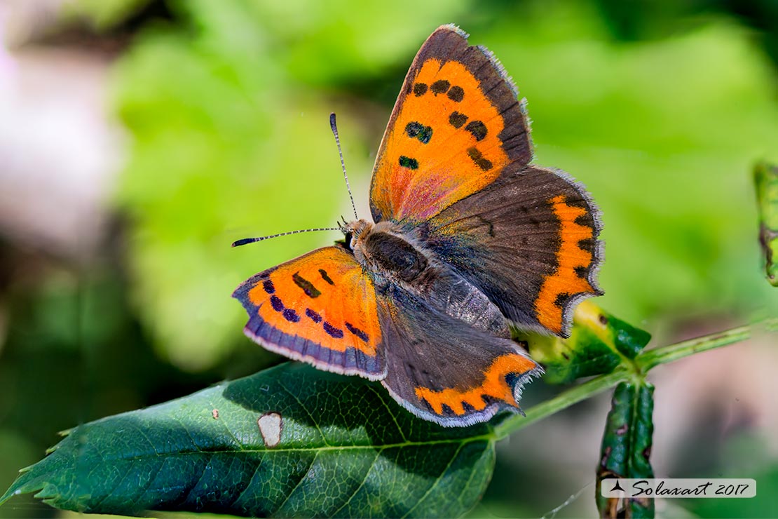Lycaena phlaeas : Argo bronzeo ; Small Copper