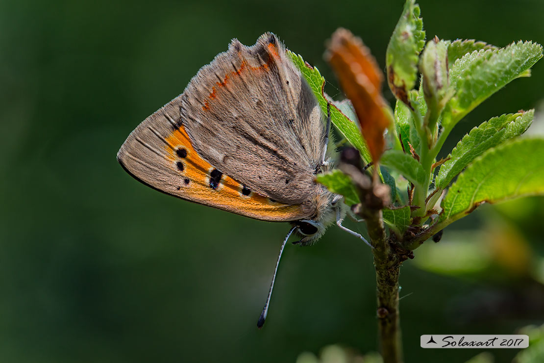Lycaena phlaeas : Argo bronzeo ; Small Copper