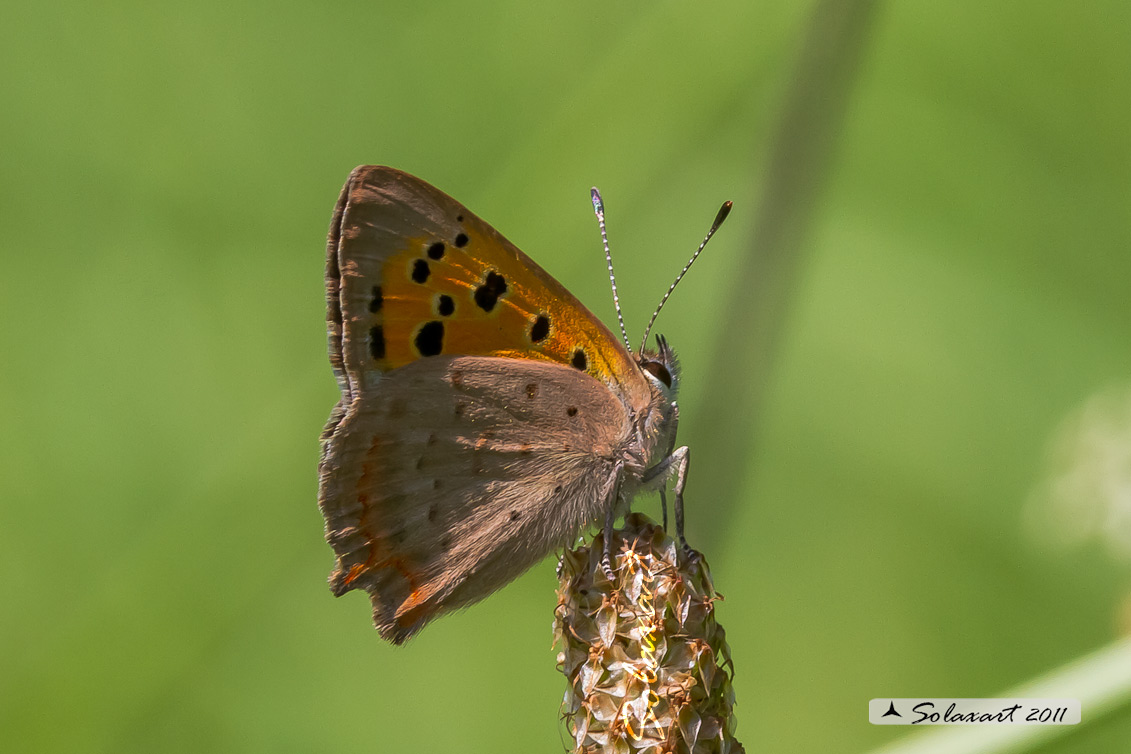 Lycaena phlaeas : Argo bronzeo ; Small Copper