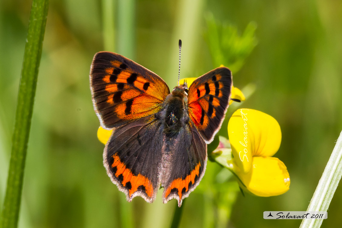 Lycaena phlaeas : Argo bronzeo ; Small Copper