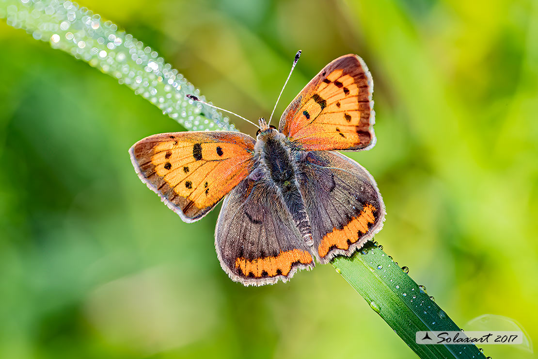 Lycaena phlaeas : Argo bronzeo ; Small Copper