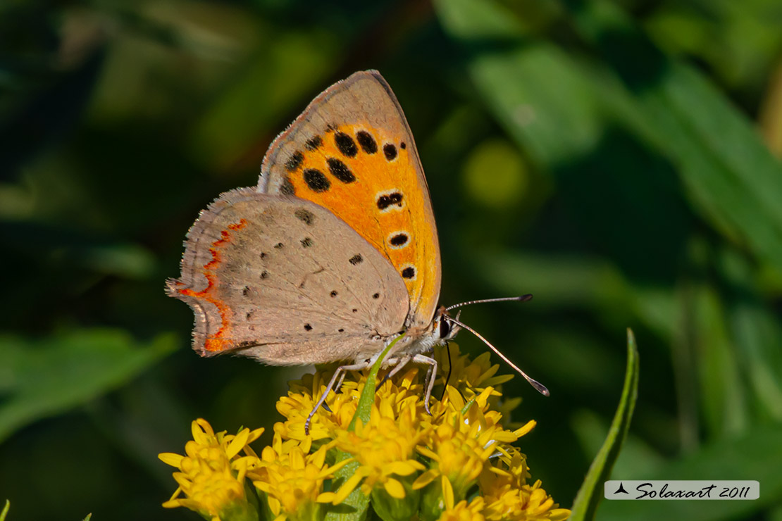 Lycaena phlaeas : Argo bronzeo ; Small Copper