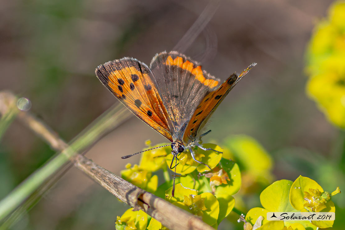 Lycaena phlaeas : Argo bronzeo ; Small Copper