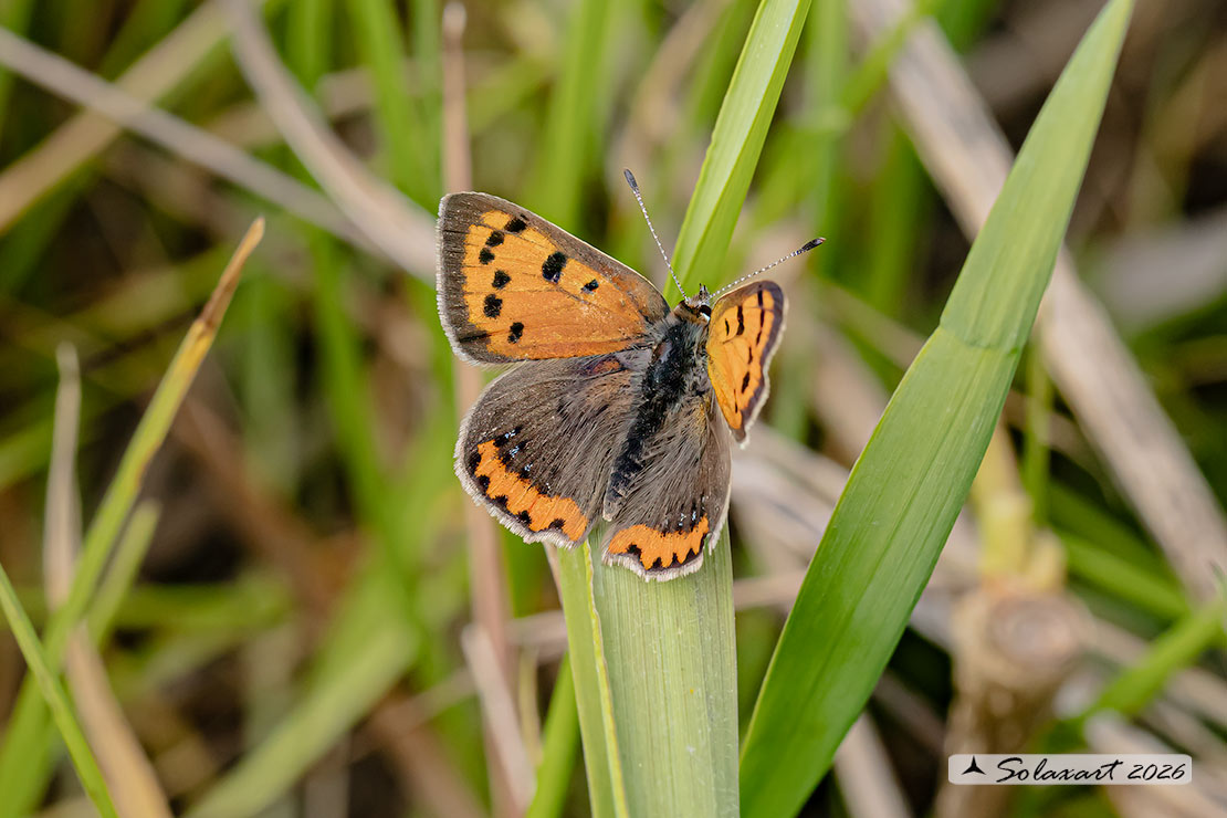 Lycaena phlaeas : Argo bronzeo ; Small Copper