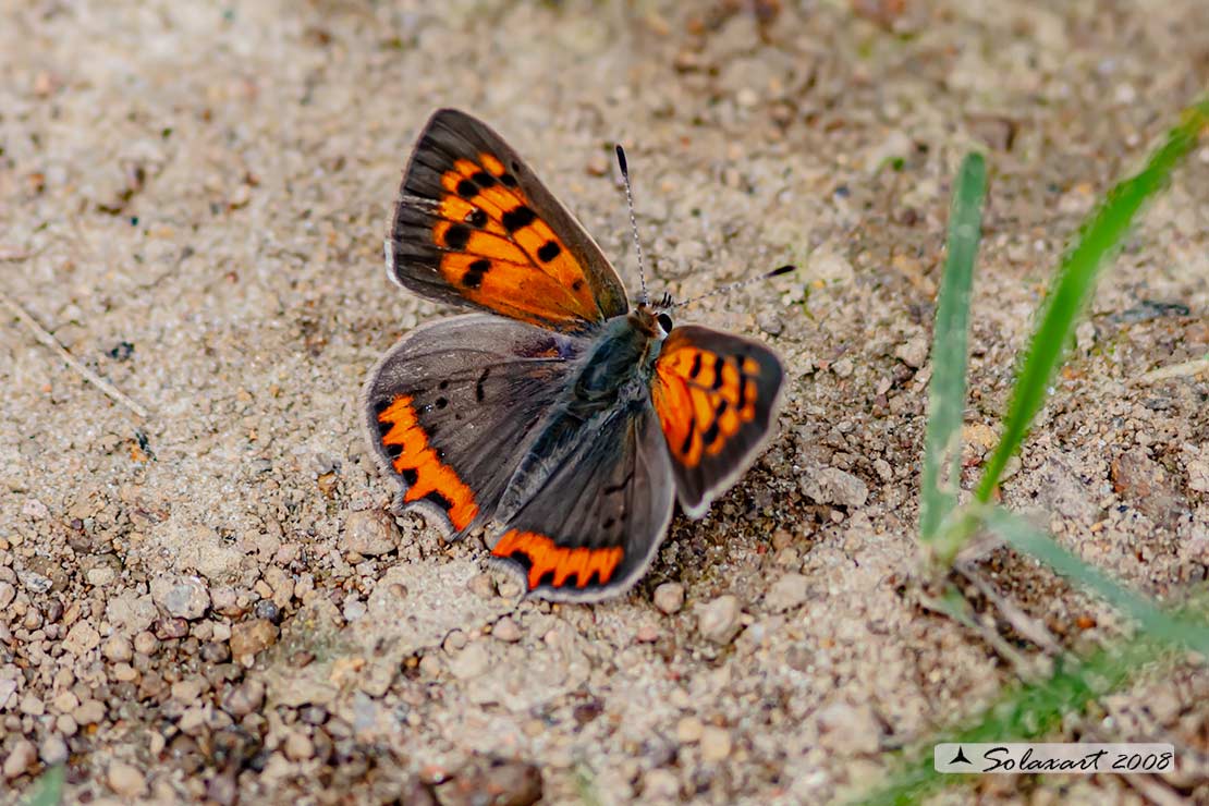 Lycaena phlaeas : Argo bronzeo ; Small Copper