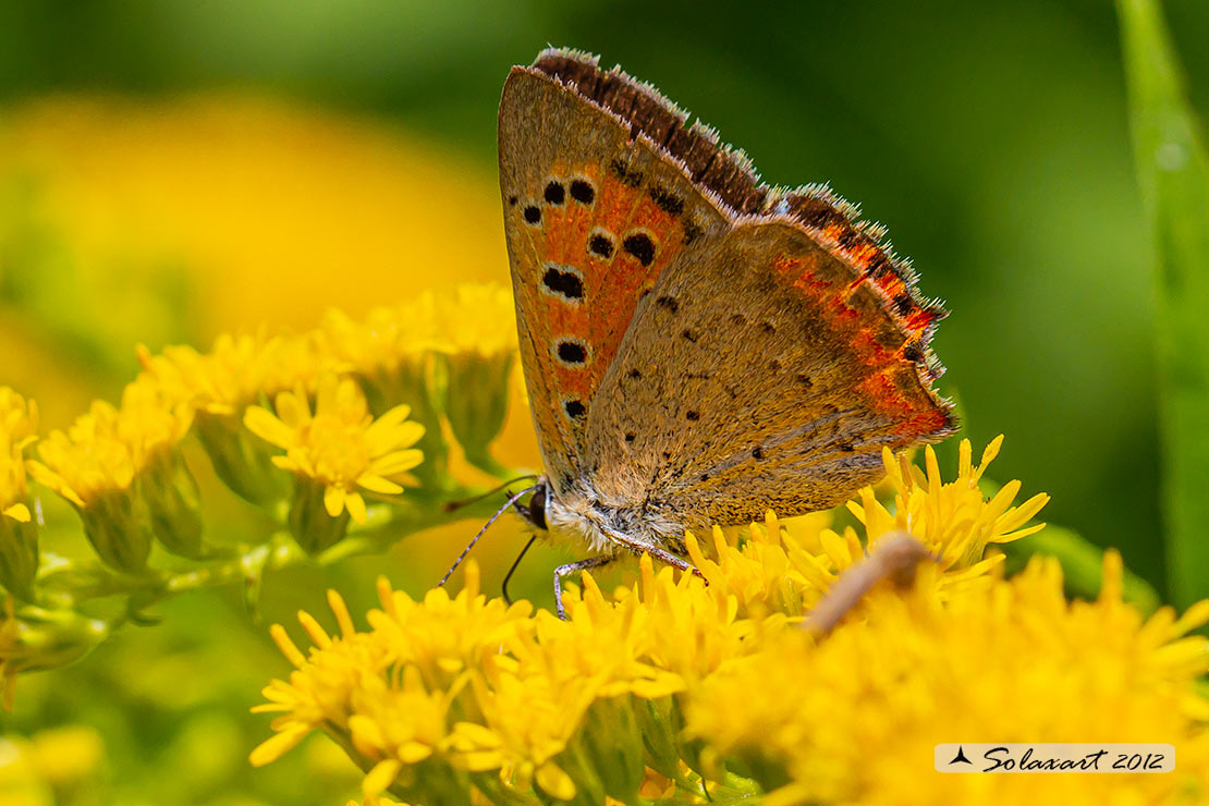 Lycaena phlaeas : Argo bronzeo ; Small Copper