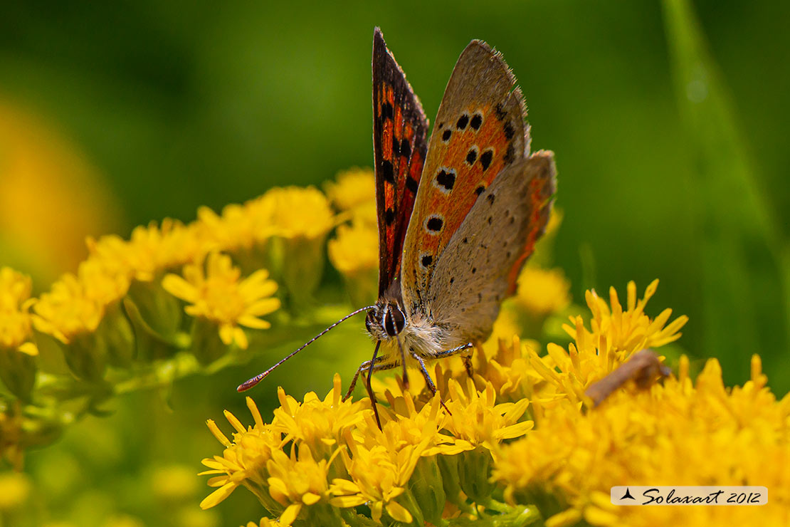 Lycaena phlaeas : Argo bronzeo ; Small Copper