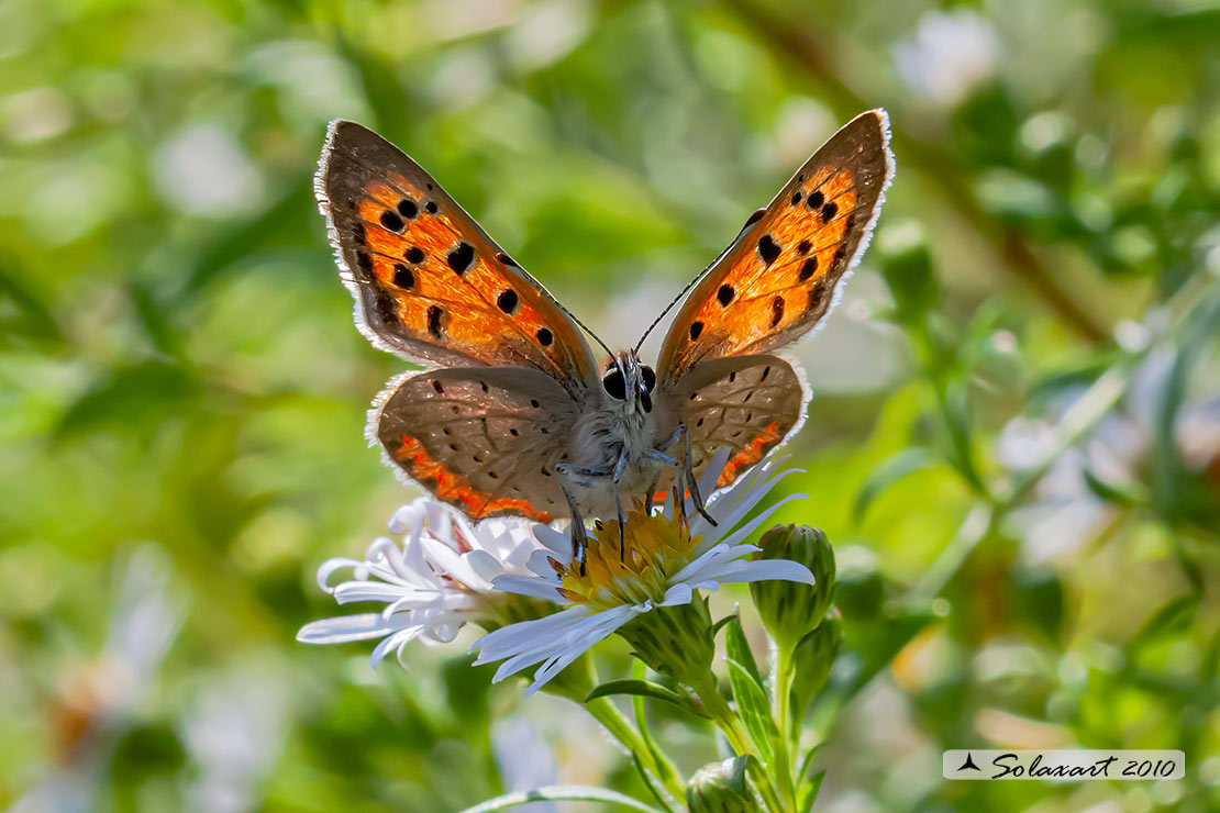 Lycaena phlaeas : Argo bronzeo ; Small Copper