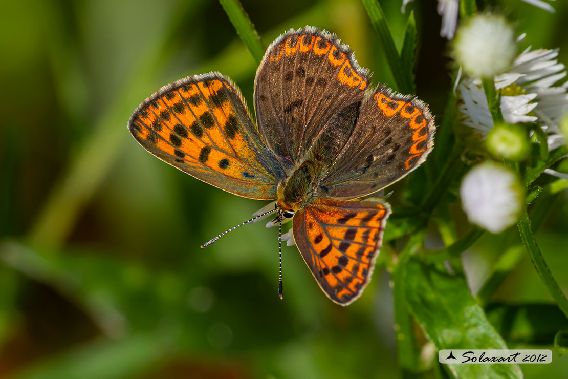 Lycaena tityrus: Titiro (femmina); Sooty Copper (female)