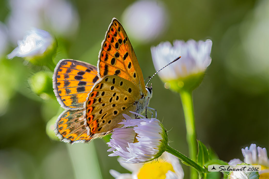 Lycaena tityrus: Titiro (femmina); Sooty Copper (female)