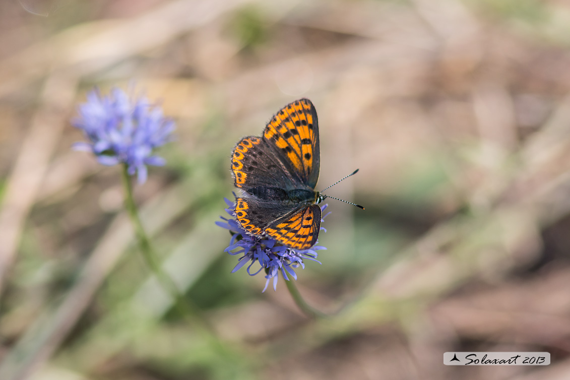 Lycaena tityrus: Titiro (femmina); Sooty Copper (female)
