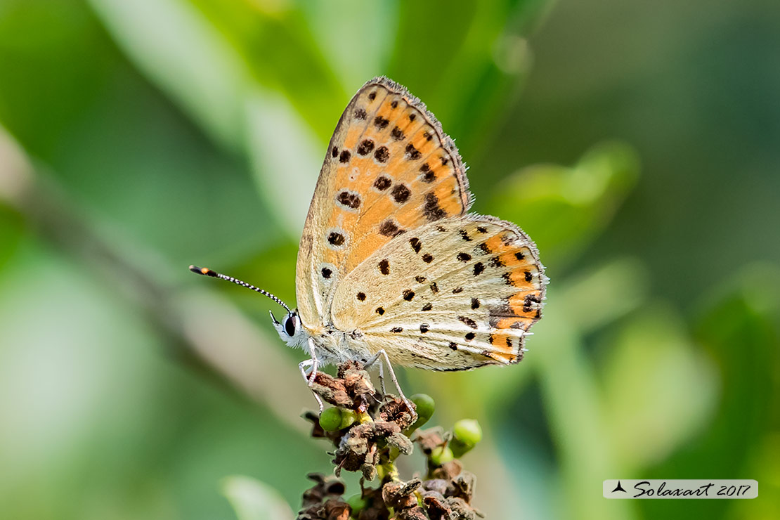 Lycaena tityrus: Titiro (femmina); Sooty Copper (female)