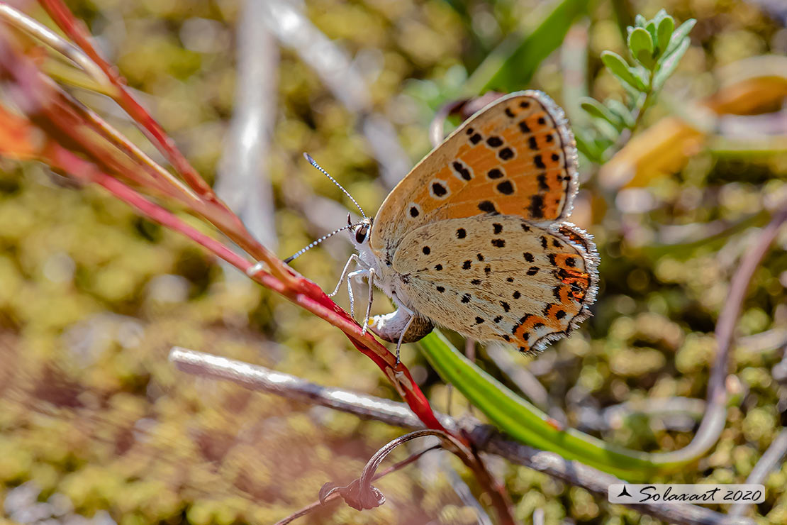 Lycaena tityrus: Titiro (femmina); Sooty Copper (female)
