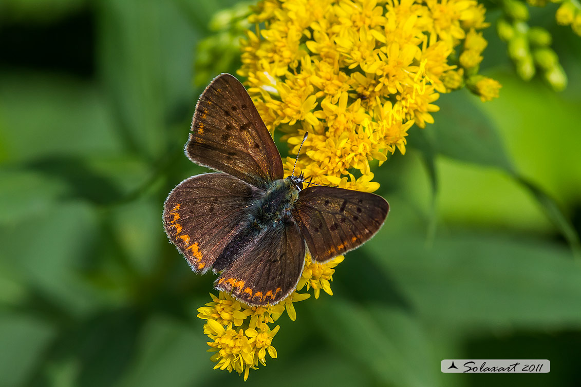 Lycaena tityrus: Titiro (maschio); Sooty Copper (male)