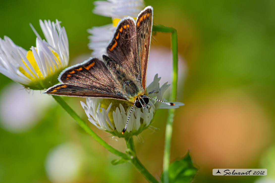 Lycaena tityrus: Titiro (maschio); Sooty Copper (male)