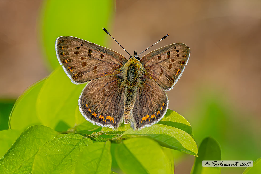 Lycaena tityrus: Titiro (maschio); Sooty Copper (male)