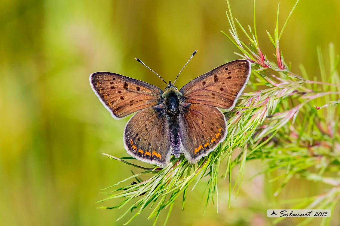 Lycaena tityrus: Titiro (maschio); Sooty Copper (male)
